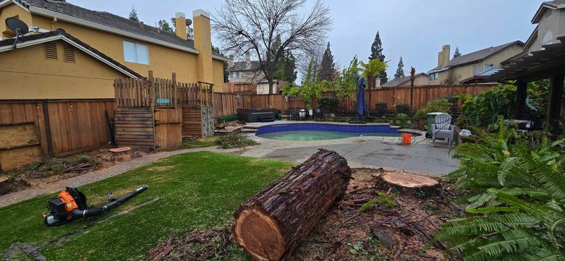 Stump Removal