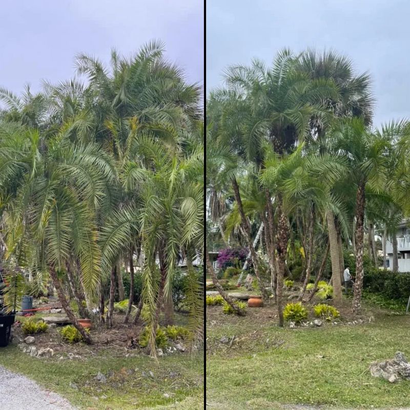 Trimming and pruning