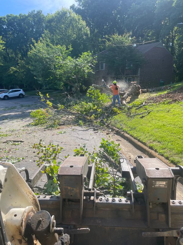 Tree Removal