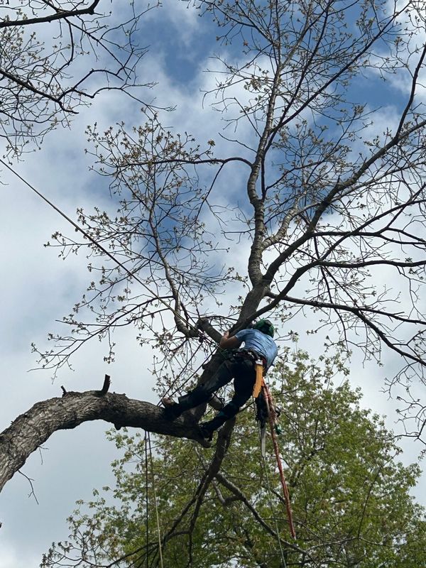 Tree Removal gallery