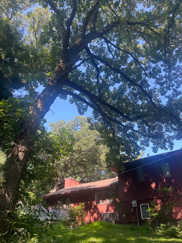 Expert Oak Tree Removal on Challenging Terrain by Dittmer Tree Service