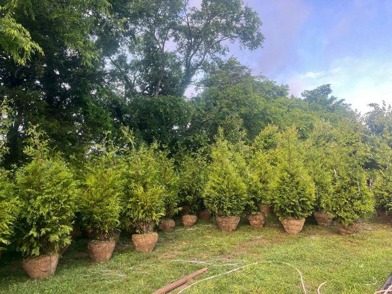 Tree Wholesaling