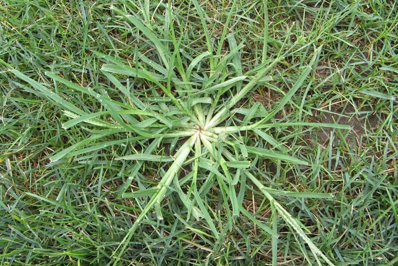 Weed control