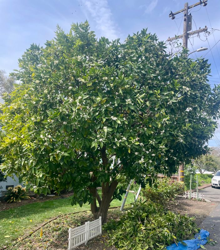Tree Health and Maintenance