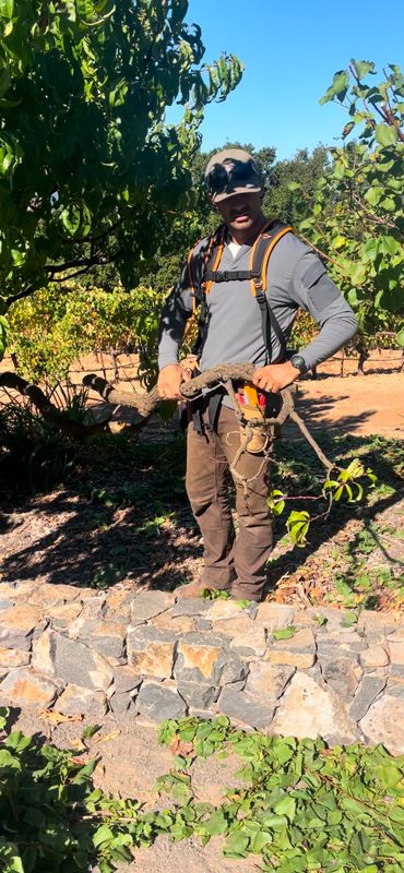 Tree Health and Maintenance