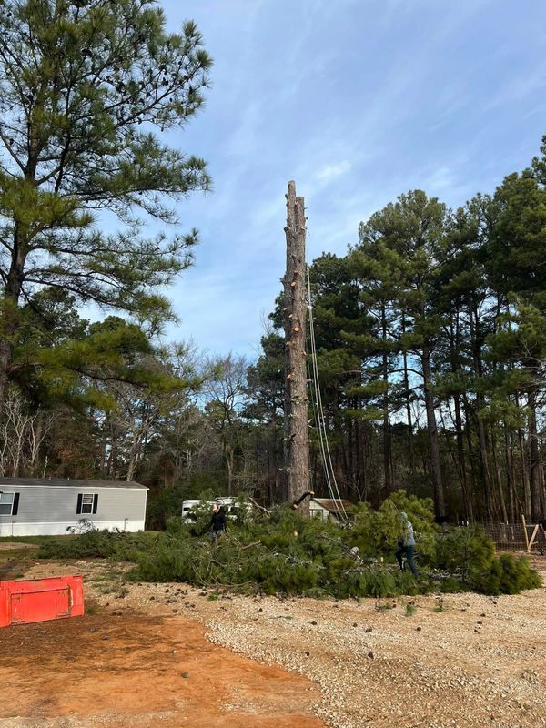 Tree Removal gallery