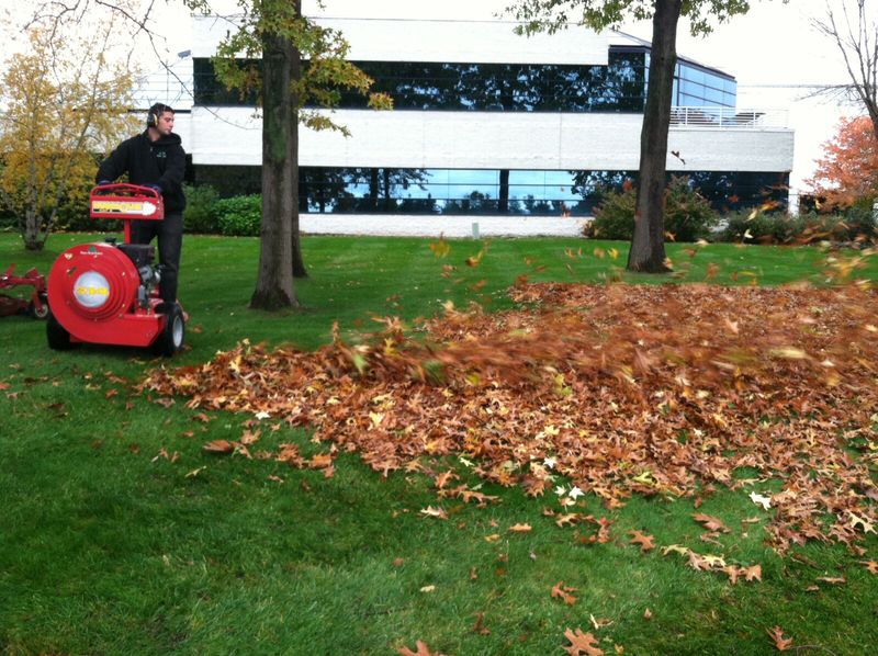 Leaf Removal