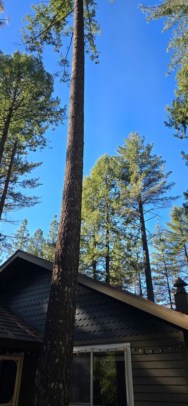 Hazardous Tree Services
