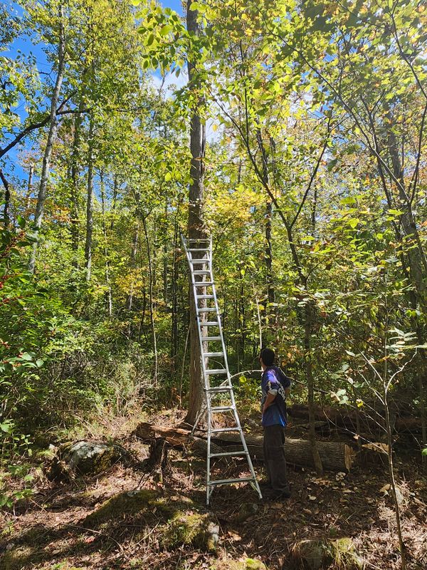 Hedge/Tree/Brush Cutting