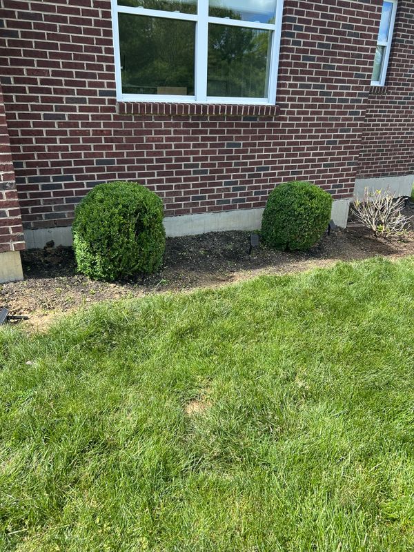 Shrub & Tree Trimming