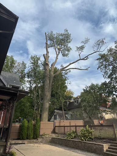 Tree Removal