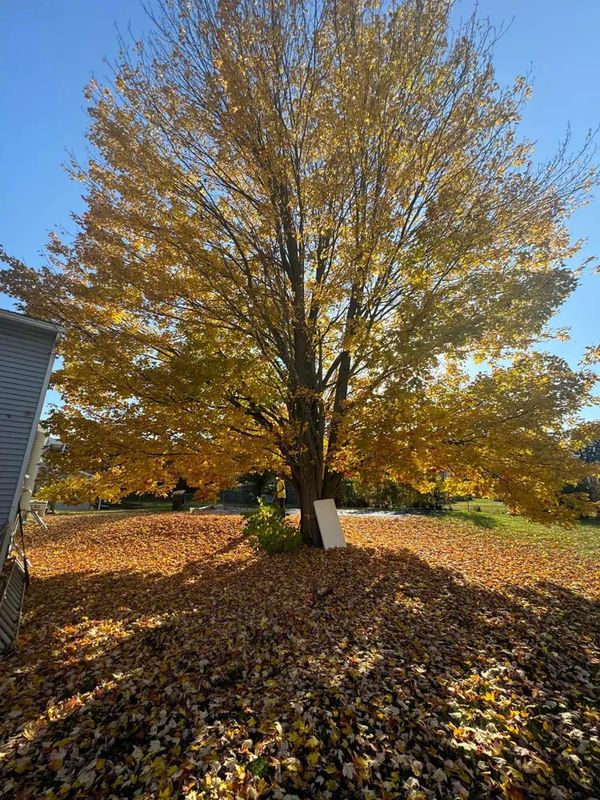 Tree Trimming