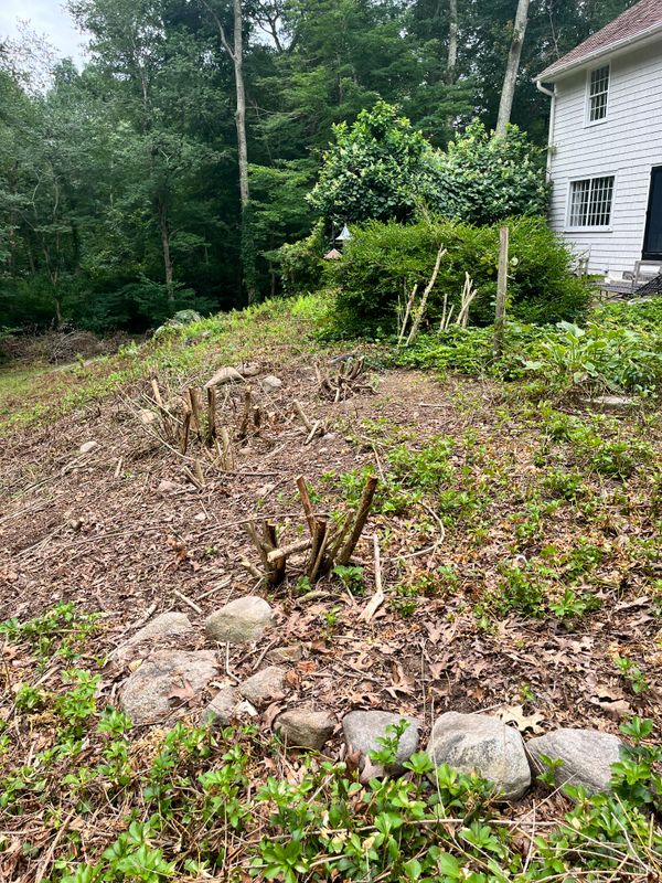 Stump Removal