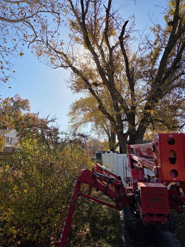 Tree Trimming