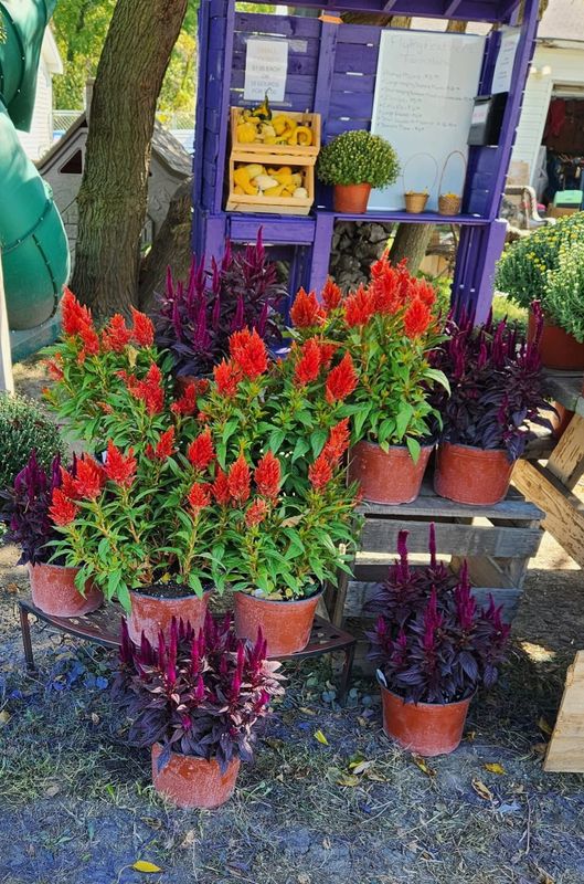 Garden Care and Planting