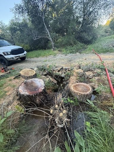 Hazard Tree Removal in Oroville, CA