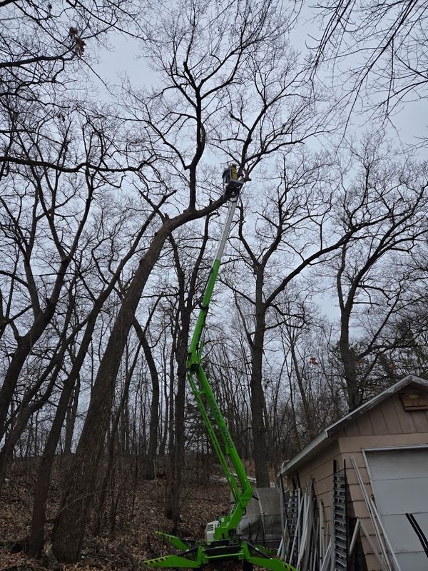 Tree Removal