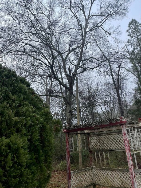 Tree Services