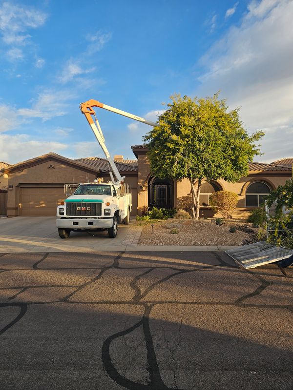 Tree Trimming