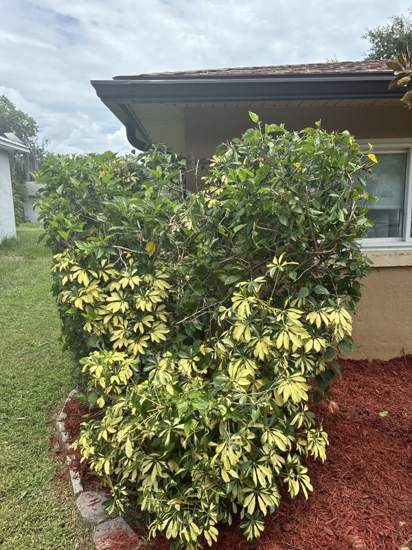Tree and Hedge Care