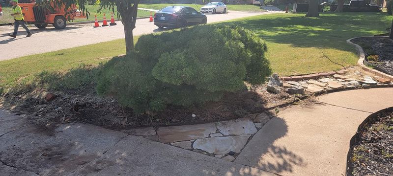 Shrub Trimming