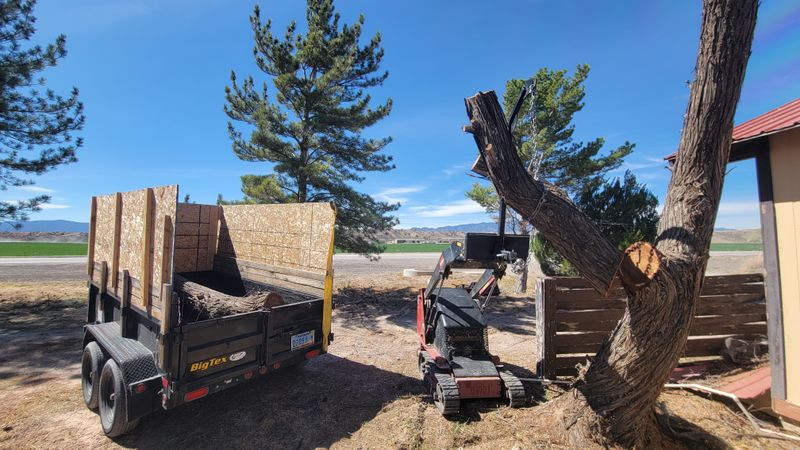 Tree Removal