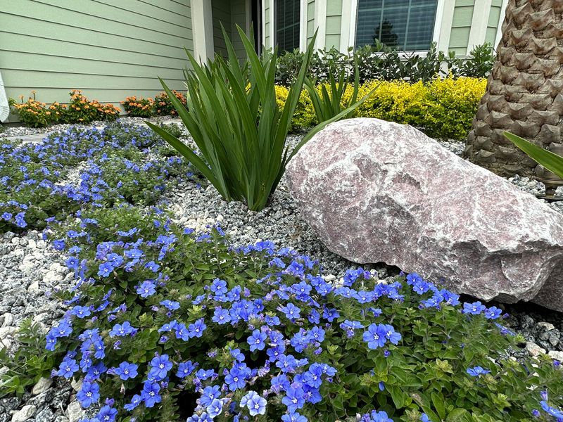 Landscape Design & Installation