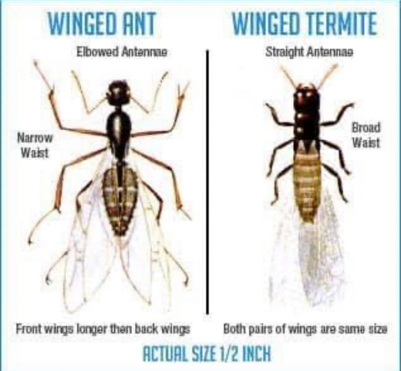 Termite