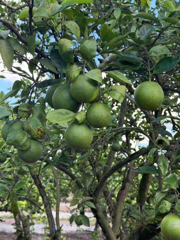 Citrus Consulting