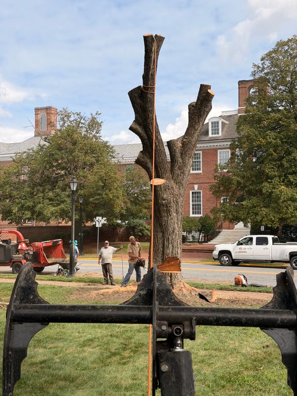 Tree Removal