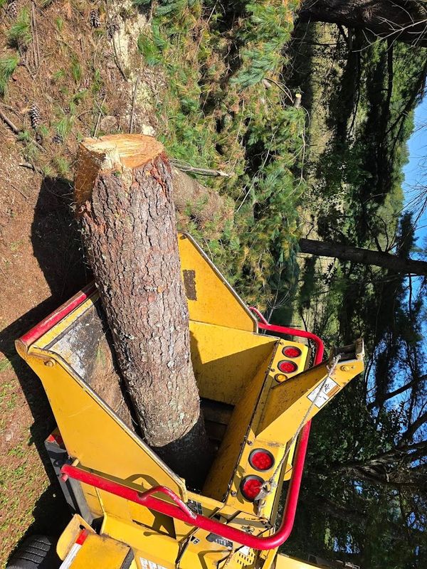 Tree Removal