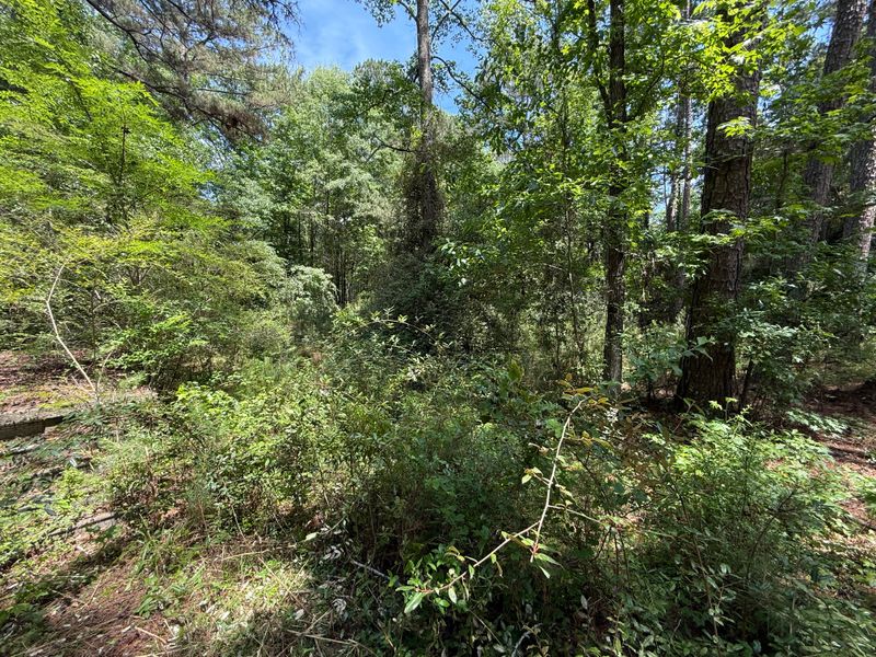 Clearing and mulching