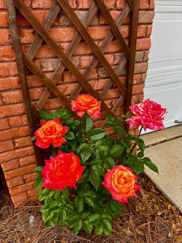 Landscape Bed Maintenance