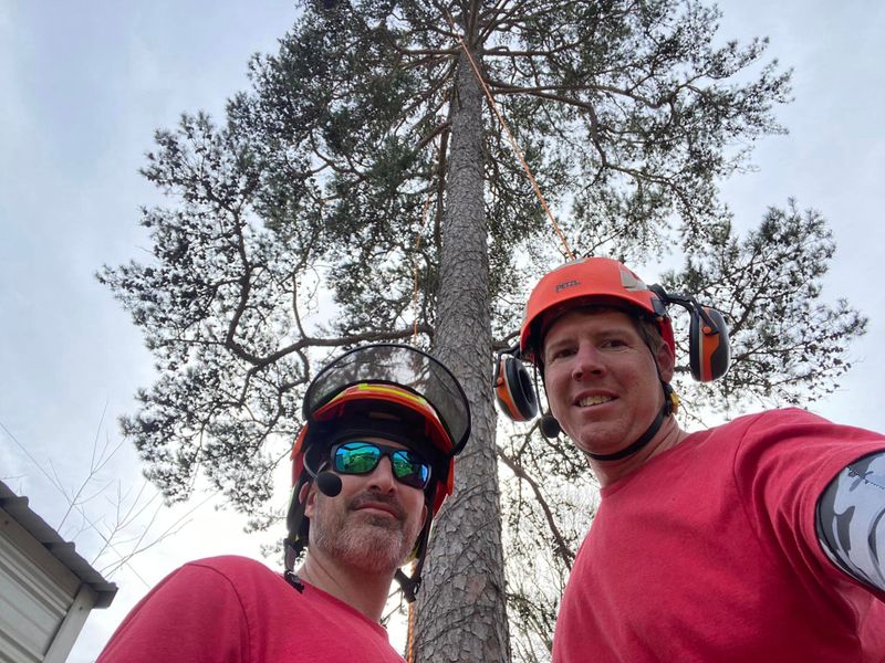 Tree Removal gallery