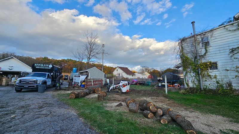 Tree Removal gallery