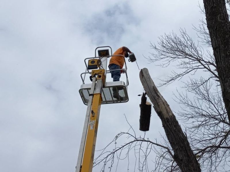 Tree Trimming