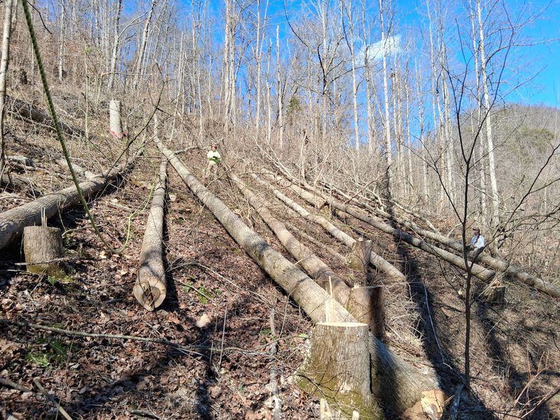 Stump Removal
