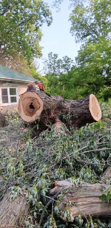 Tree Trimming