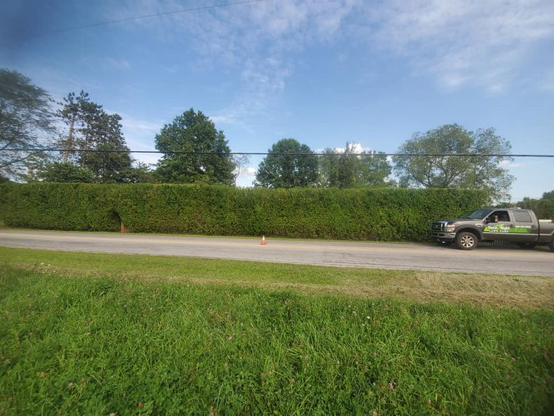 Tree & Shrub Care