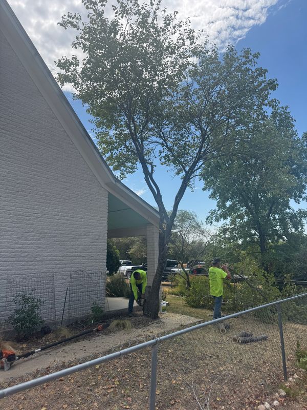 Tree Trimming