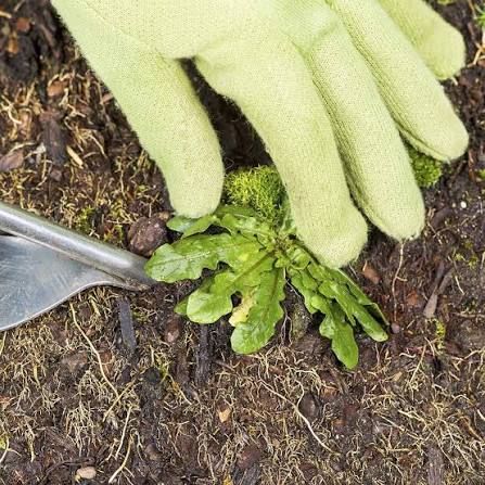 Weed Control
