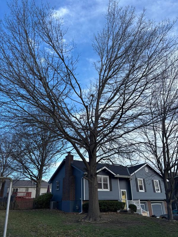 Tree Removal gallery