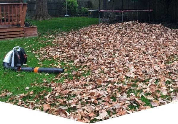 Seasonal Cleanup