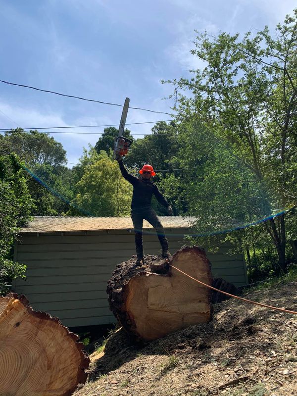 Tree Removal gallery