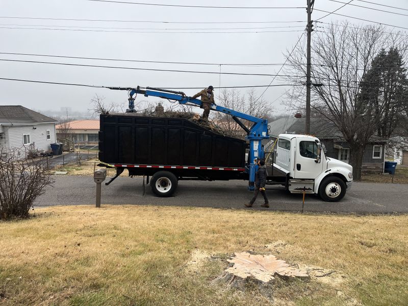 Stump Grinding