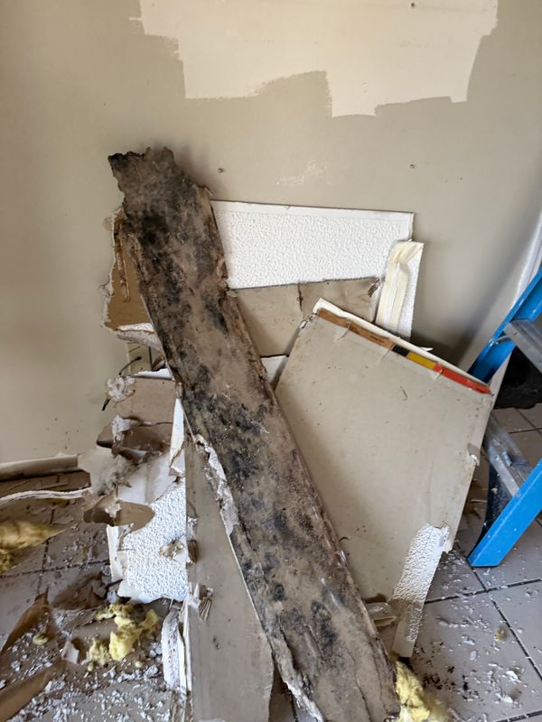 Mold Remediation
