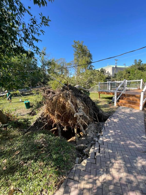 Tree Removal