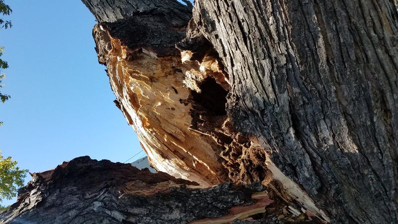 Storm Damage Cleanup gallery