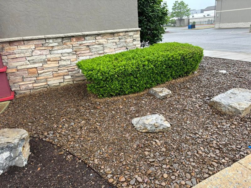 Tree & Shrub Care