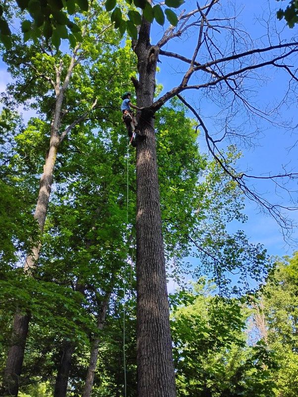 Tree Removal gallery